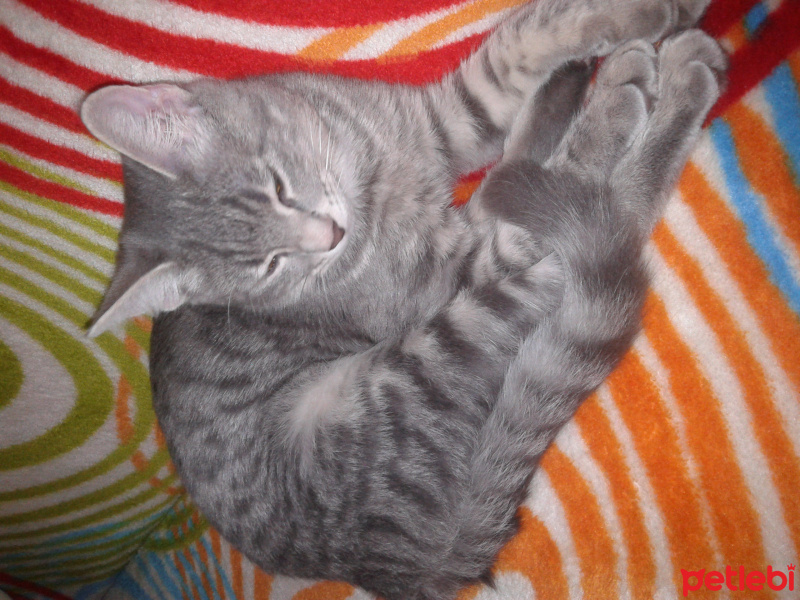 Nebelung, Kedi  gölge fotoğrafı
