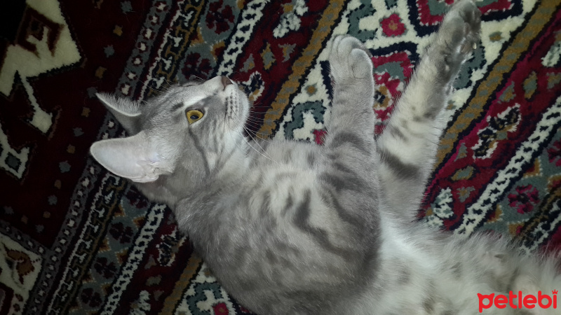Nebelung, Kedi  gölge fotoğrafı