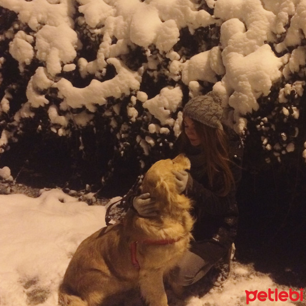 Golden Retriever, Köpek  PERTEV fotoğrafı