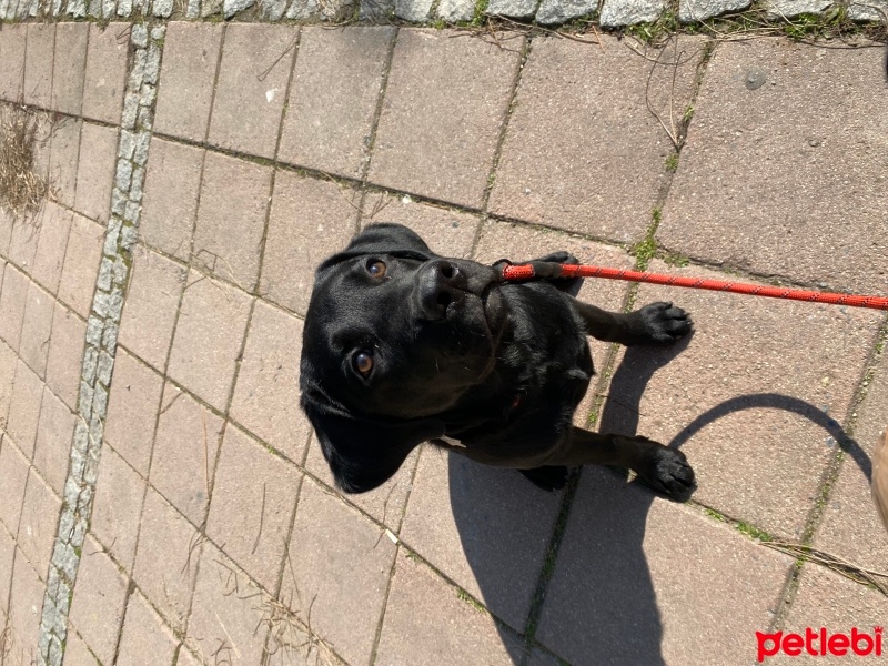 Labrador Retriever, Köpek  Sirius fotoğrafı