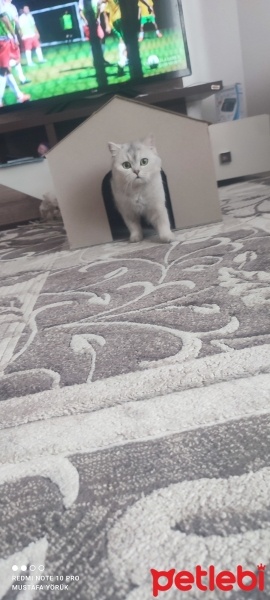 British Shorthair, Kedi  Mişa fotoğrafı