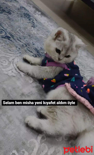 British Shorthair, Kedi  Mişa fotoğrafı