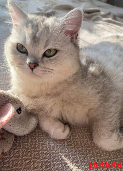 British Shorthair, Kedi  Mişa fotoğrafı