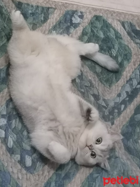 British Shorthair, Kedi  Mişa fotoğrafı