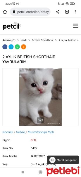 British Shorthair, Kedi  Hadvick fotoğrafı