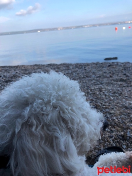 Maltese, Köpek  Mars fotoğrafı