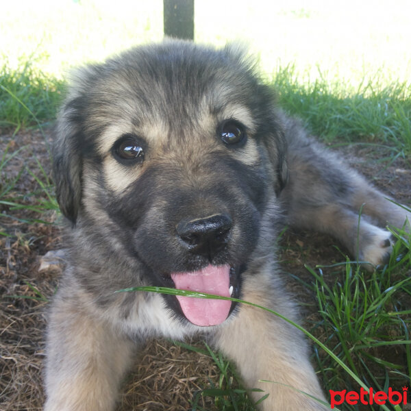 Kangal, Köpek  Rüzgar fotoğrafı