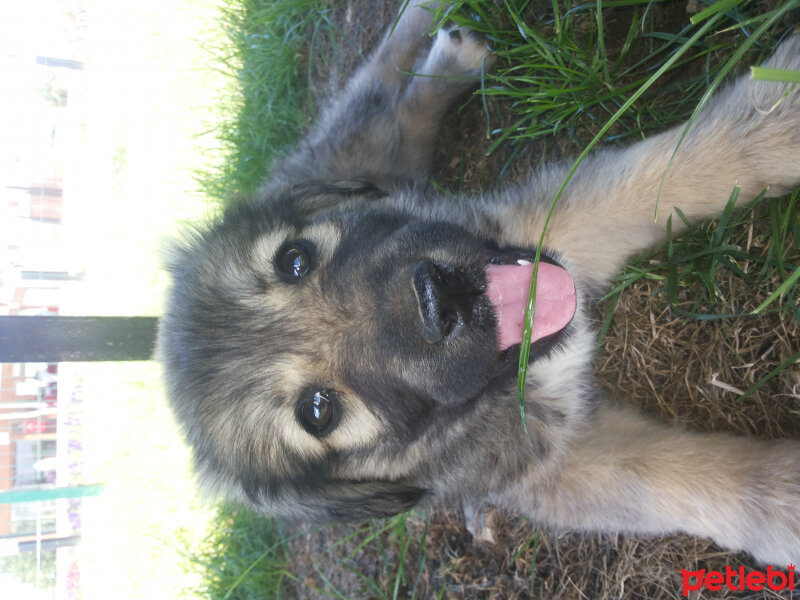 Kangal, Köpek  Rüzgar fotoğrafı