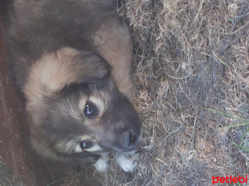 Kangal, Köpek  Rüzgar fotoğrafı