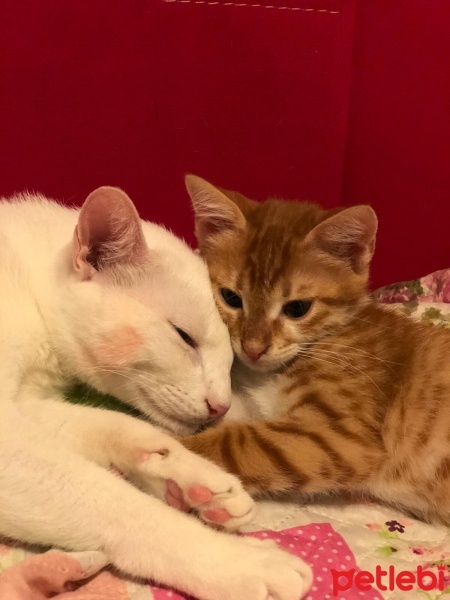 Tekir Kedi, Kedi  Sütlaç fotoğrafı