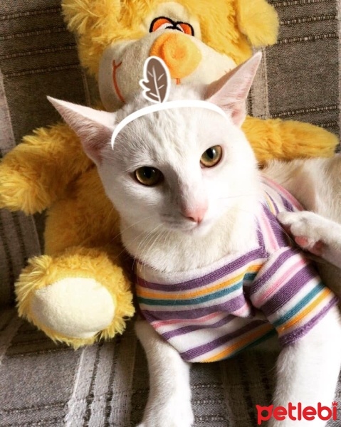 Tekir Kedi, Kedi  Sütlaç fotoğrafı