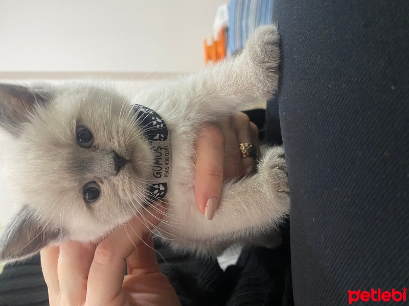 British Shorthair, Kedi  Gümüş fotoğrafı