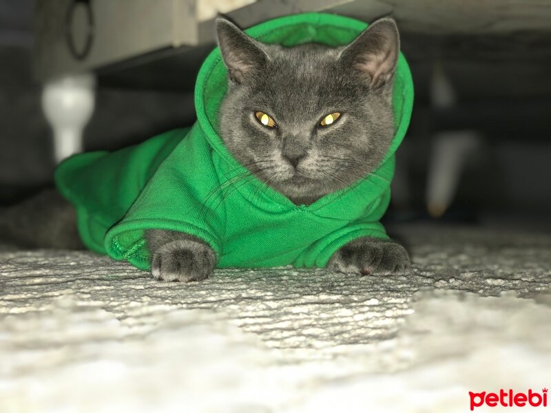 British Shorthair, Kedi  Cesur fotoğrafı