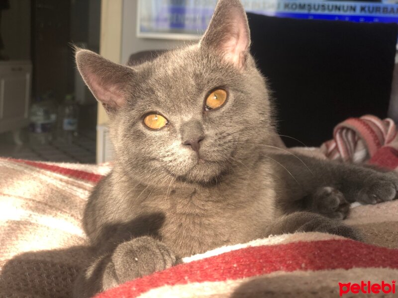 British Shorthair, Kedi  Cesur fotoğrafı