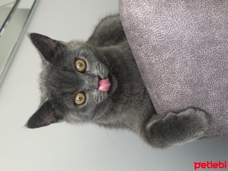 British Shorthair, Kedi  Cesur fotoğrafı