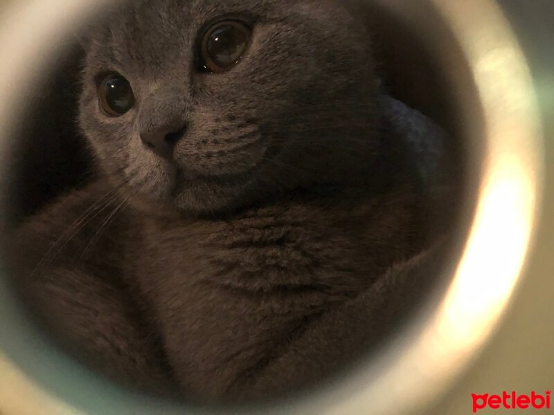 British Shorthair, Kedi  Cesur fotoğrafı