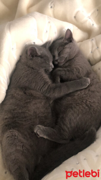 British Shorthair, Kedi  Cesur fotoğrafı