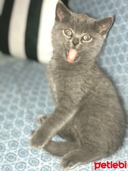 British Shorthair, Kedi  Cesur fotoğrafı