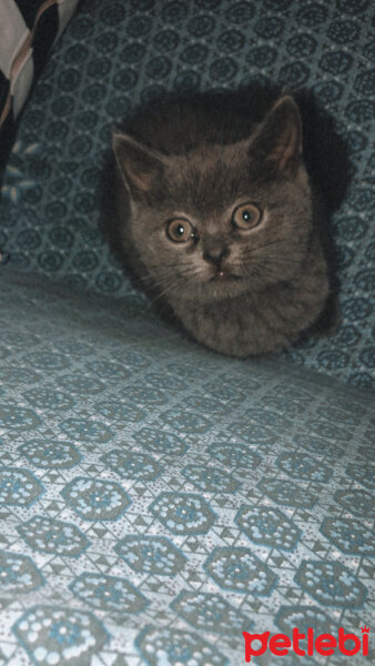 British Shorthair, Kedi  Cesur fotoğrafı