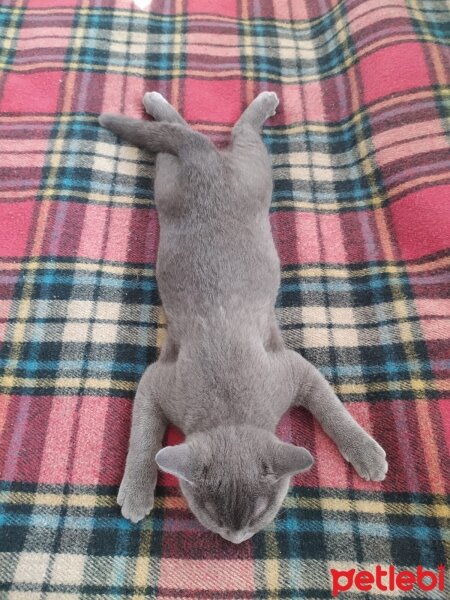 British Shorthair, Kedi  Cesur fotoğrafı