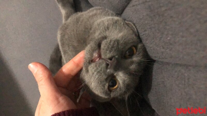 British Shorthair, Kedi  Cesur fotoğrafı