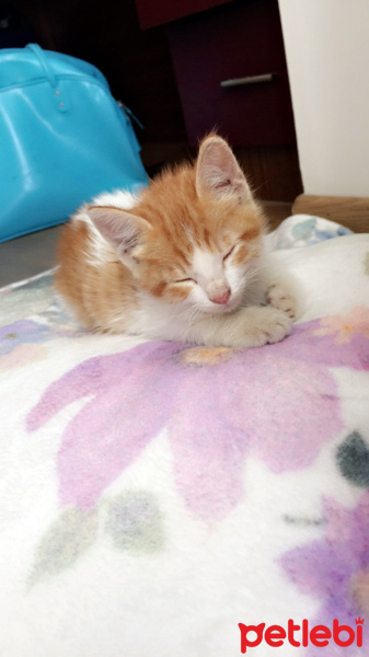 Tekir Kedi, Kedi  Prenses fotoğrafı