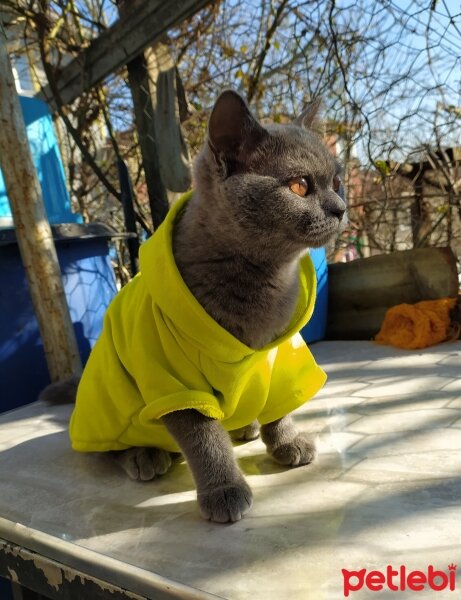 British Shorthair, Kedi  Behlül fotoğrafı