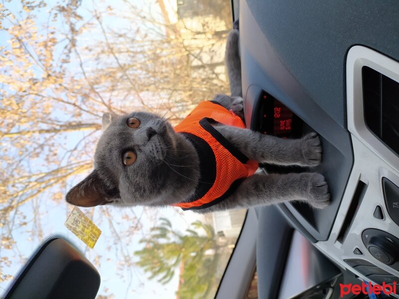 British Shorthair, Kedi  Behlül fotoğrafı