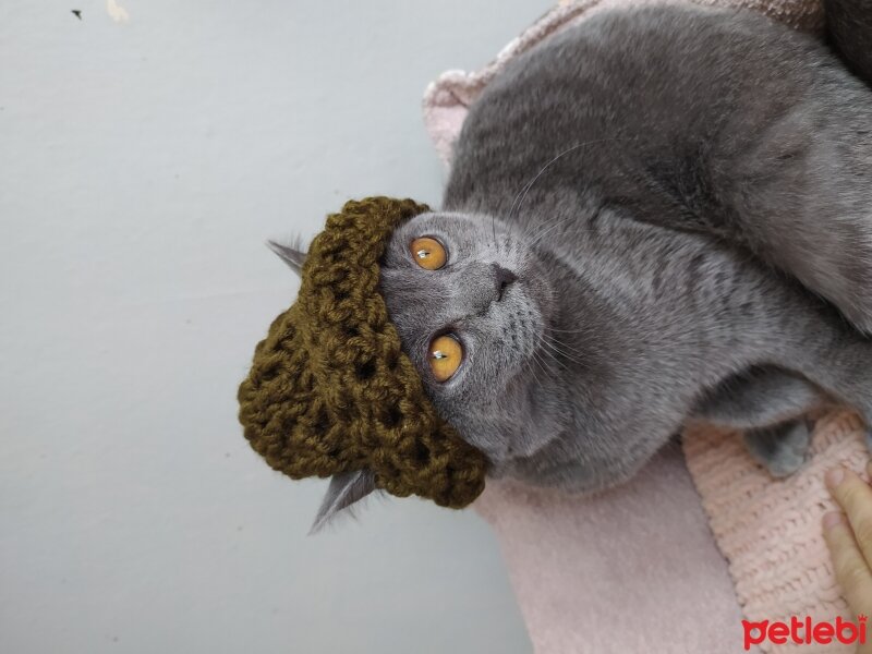 British Shorthair, Kedi  Behlül fotoğrafı