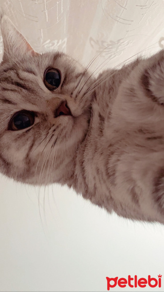 British Shorthair, Kedi  Muezza fotoğrafı