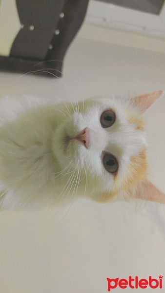Van Kedisi, Kedi  Pamuk 7 aylık fotoğrafı