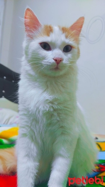 Van Kedisi, Kedi  Pamuk 7 aylık fotoğrafı