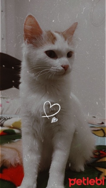 Van Kedisi, Kedi  Pamuk 7 aylık fotoğrafı