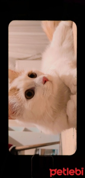 Van Kedisi, Kedi  Pamuk 7 aylık fotoğrafı