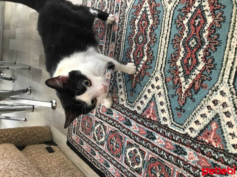 Tekir Kedi, Kedi  Fıstık fotoğrafı