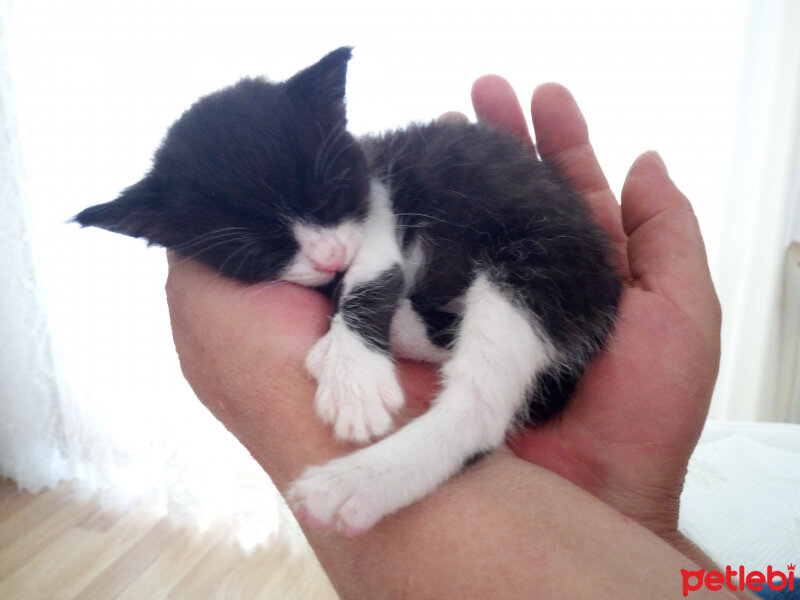 Tuxedo (Smokin) Kedi, Kedi  Gece fotoğrafı