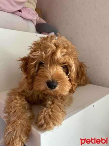 Poodle(Standart Kaniş), Köpek  Mocha fotoğrafı