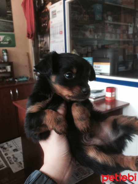 Minyatür Pinscher, Köpek  Topik fotoğrafı