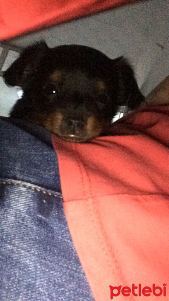 Minyatür Pinscher, Köpek  Topik fotoğrafı
