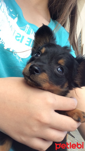 Minyatür Pinscher, Köpek  Topik fotoğrafı