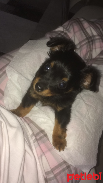 Minyatür Pinscher, Köpek  Topik fotoğrafı