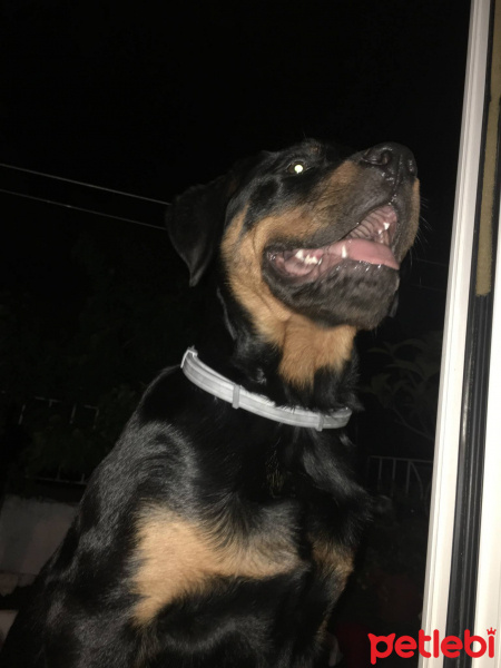 Rottweiler, Köpek  HAYDUT fotoğrafı