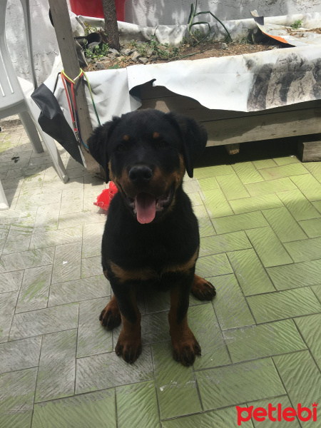 Rottweiler, Köpek  HAYDUT fotoğrafı