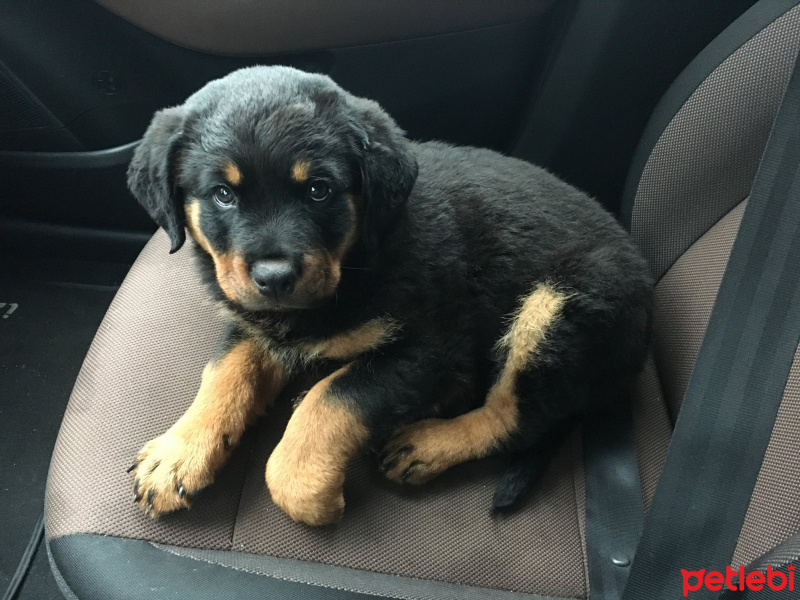 Rottweiler, Köpek  HAYDUT fotoğrafı