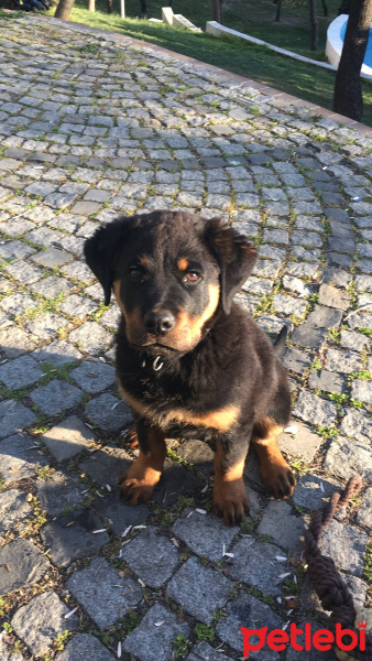 Rottweiler, Köpek  HAYDUT fotoğrafı