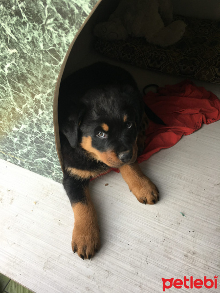 Rottweiler, Köpek  HAYDUT fotoğrafı