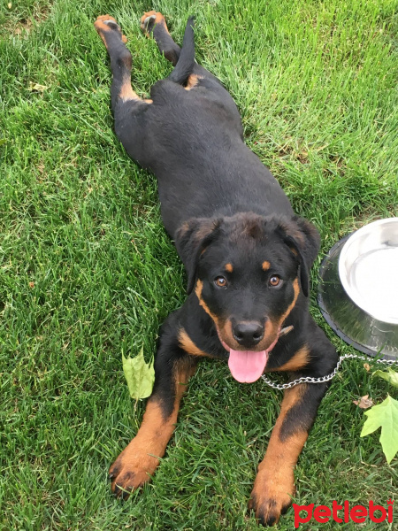 Rottweiler, Köpek  HAYDUT fotoğrafı