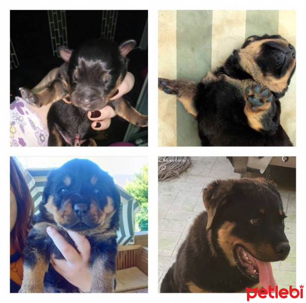 Rottweiler, Köpek  HAYDUT fotoğrafı