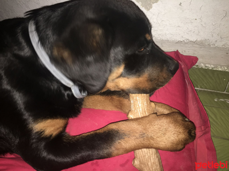 Rottweiler, Köpek  HAYDUT fotoğrafı
