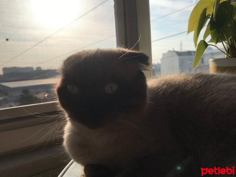 Scottish Fold, Kedi  Suzi fotoğrafı